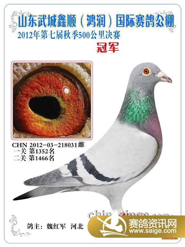 红枫赛鸽公棚最新信息一览，最新指南与动态更新