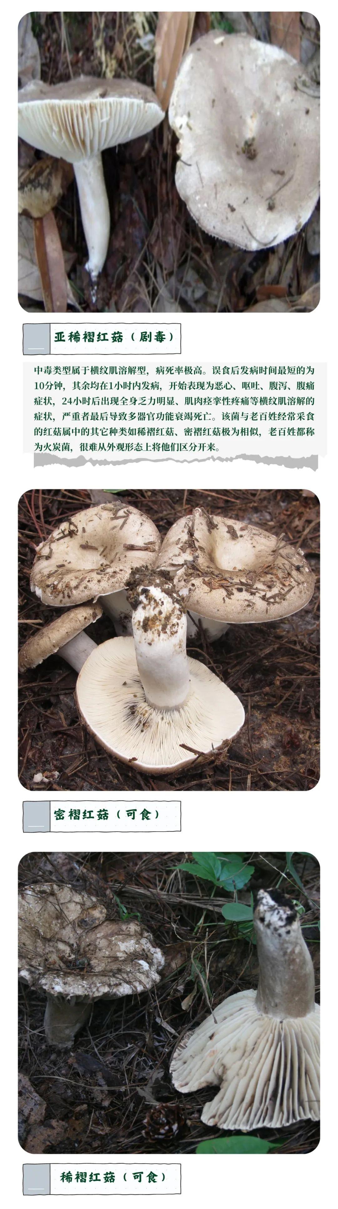 贵州小区宠物狗集体中毒事件引发关注，科技助力宠物安全新纪元启动