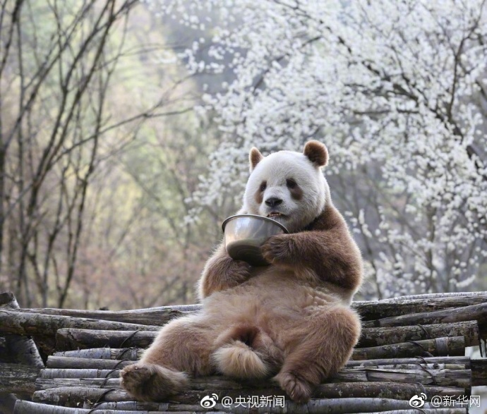 大熊猫七仔的绿围脖故事，时尚潮流背后的自然传奇