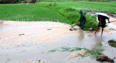 在黄河湿地滥伐40棵林木 6人被抓获