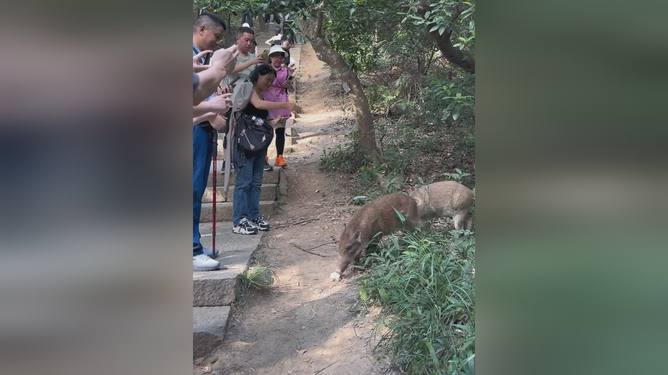 深圳梧桐山有野猪向游客讨食