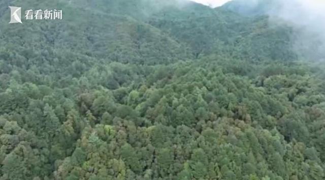 哀牢山珍稀鸟类
