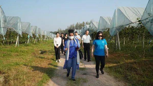 世粮署官员呼吁保障向黎运送食品,世粮署官员呼吁保障向黎运送食品，背景、进展与重要性