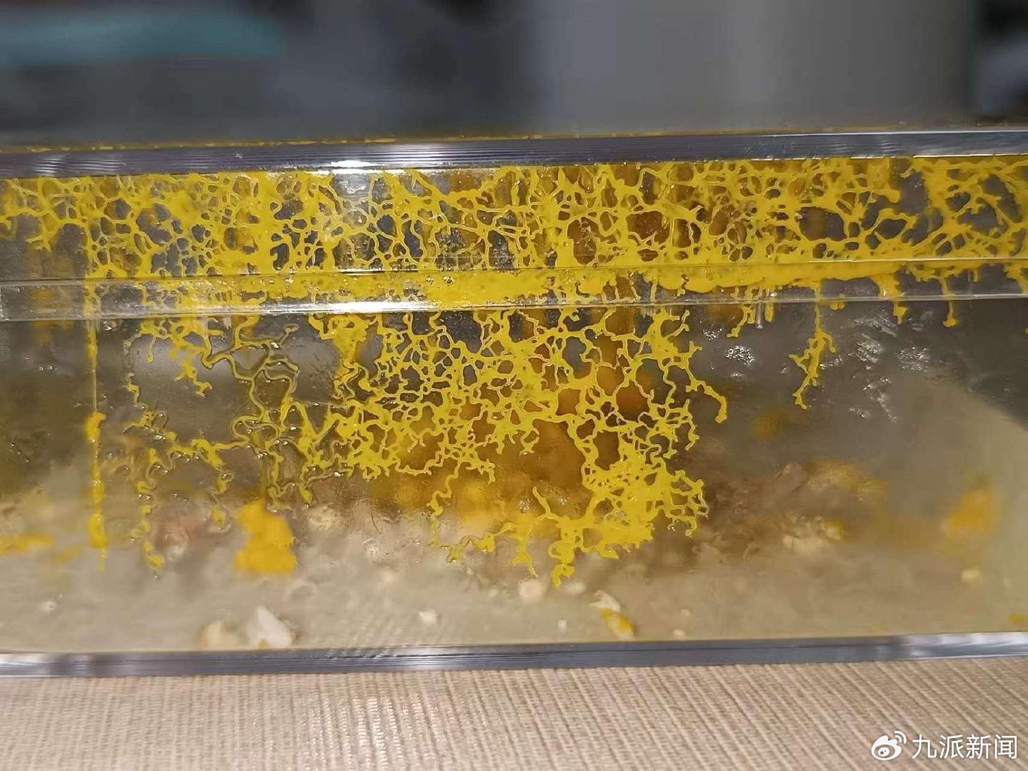 黏菌宠物