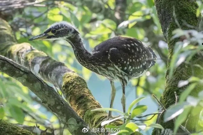哀牢山发现全球仅千只珍稀鸟类，珍贵之鸟现身引发关注