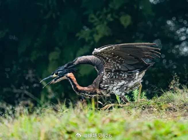 哀牢山发现全球仅千只珍稀鸟类，珍贵之鸟现身引发关注