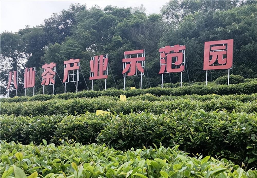 茶文化的大文章，统筹发展的重要性