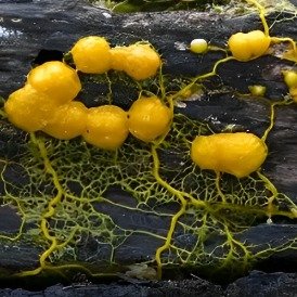 黏菌