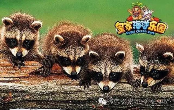 浣熊投喂与邻里变迁