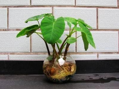 滴水观音