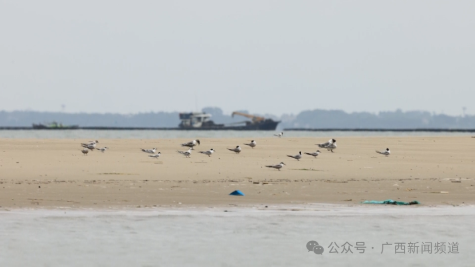 广西新发现，阳朔风筝果的奇遇之旅