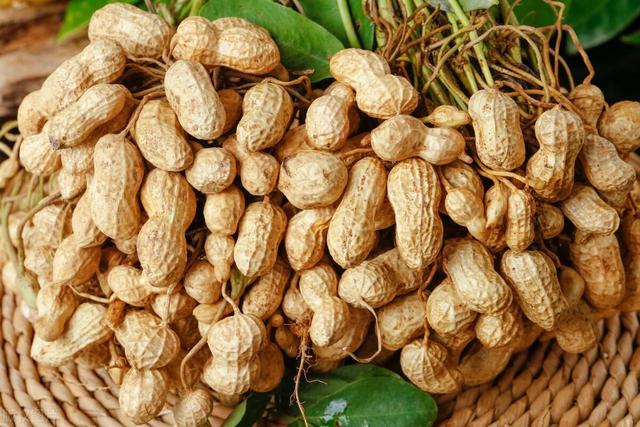 花生最新价格行情走势分析