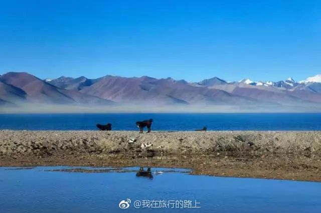 皮棉最新价格
