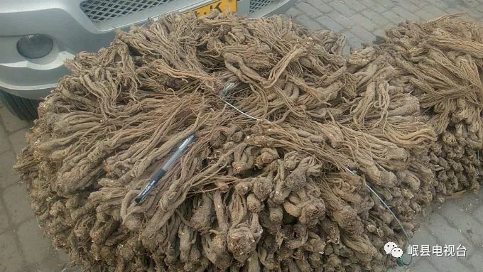当归最新价格