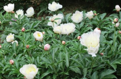 白芍最新价格及市场趋势深度解析