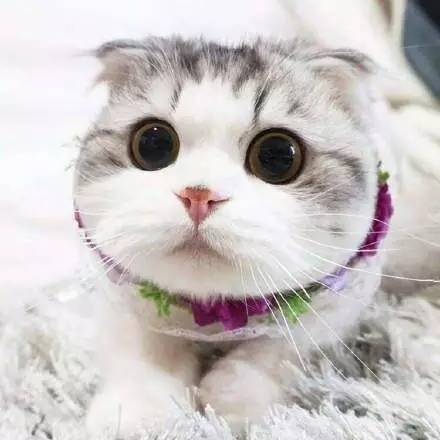 猫咪资讯