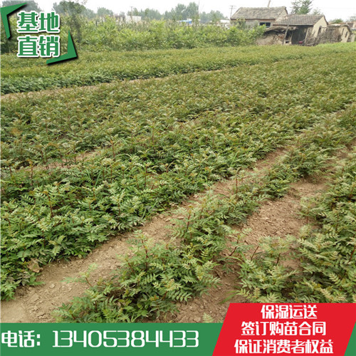 花椒最新价格