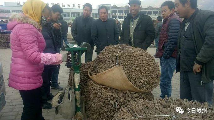 岷县当归最新价格