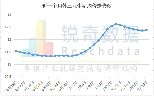 毛猪价格