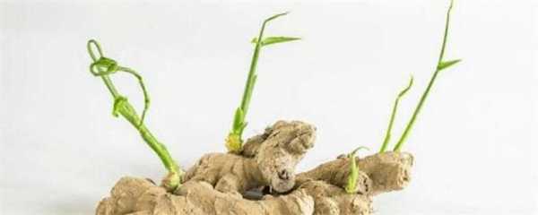 生姜最新催芽方法，学习变化，自信与成就感的源泉