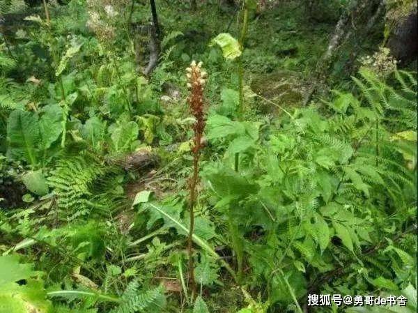 天麻最新市场价格