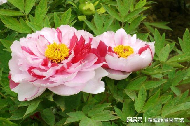 牡丹330最新报价