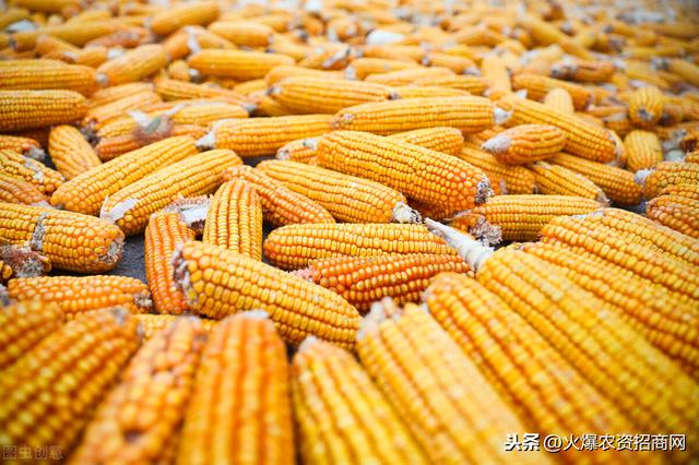 玉米最新价格，每斤多少钱？