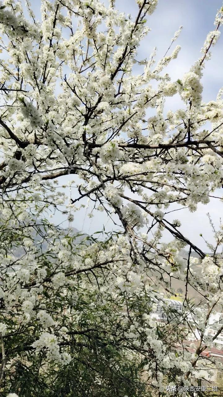 春暖花开V吧