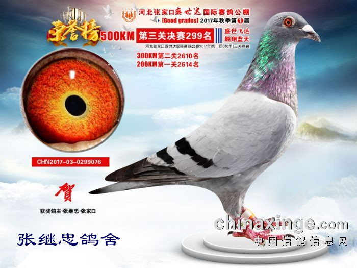 最新公告