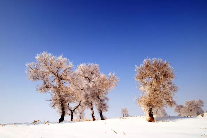 雪傲芝的奥秘与魅力