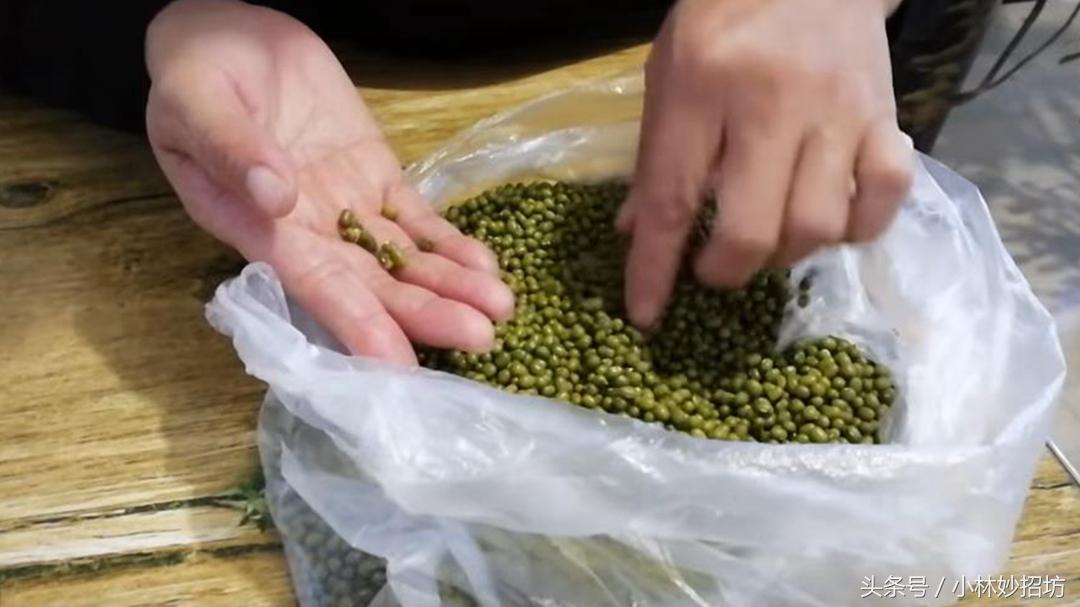最新绿豆品种