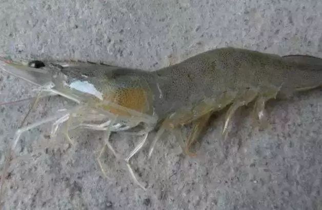 虾最新病毒