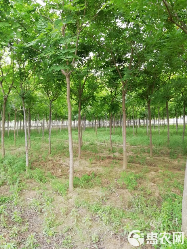 绿植求购