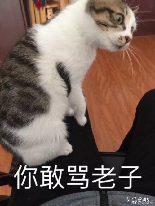 猫咪欢乐世界