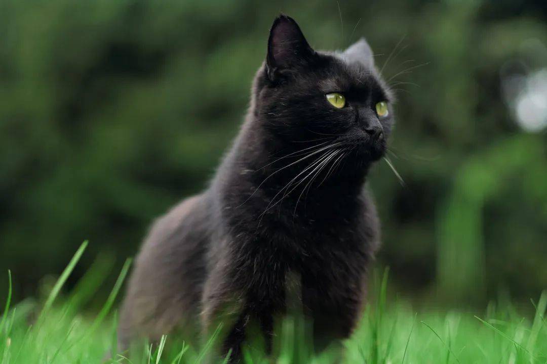探索猫咪色彩的魅力，最新猫色444赏析
