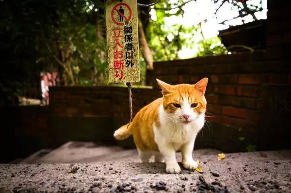 猫小子冒险