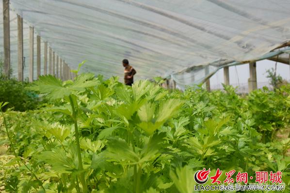 西安芹菜价格动态