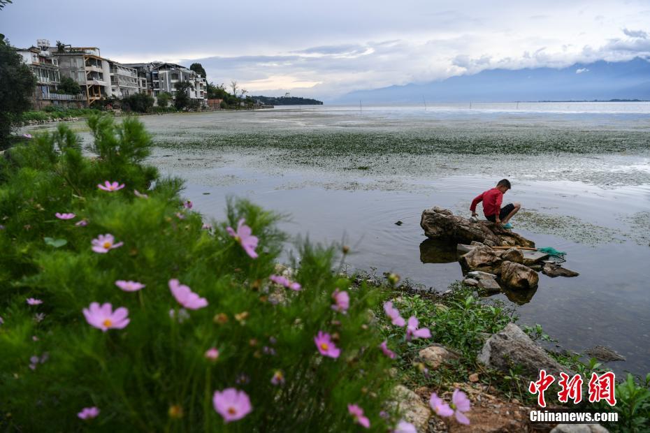 大理洱海整治