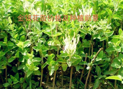 金银花价格分析，市场走势、品质差异及影响因素探讨