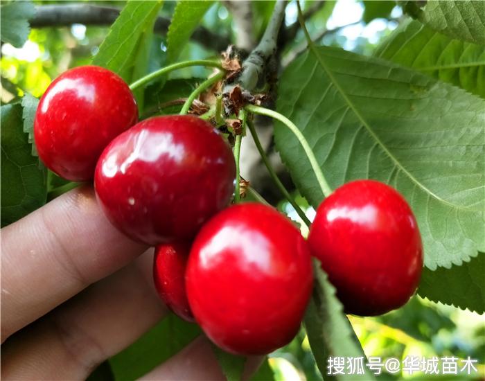 大樱桃最新品种