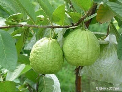 芭乐最新章节