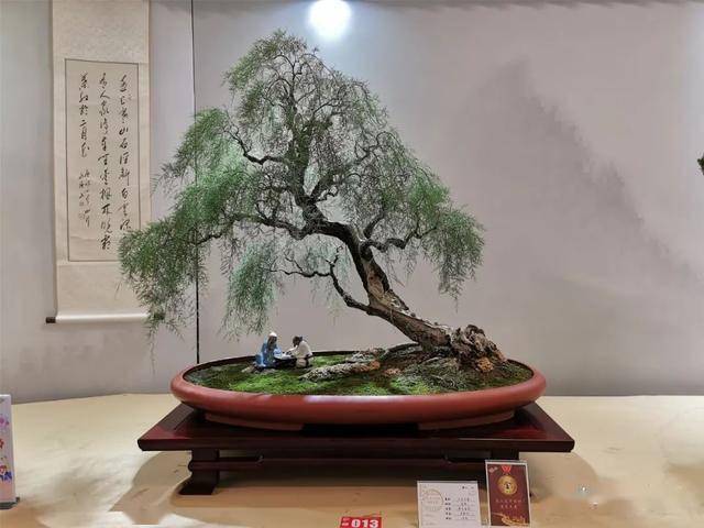 最新盆景，家的温馨与友情的绽放之美