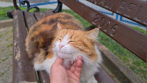 猫咪社区最新破解版