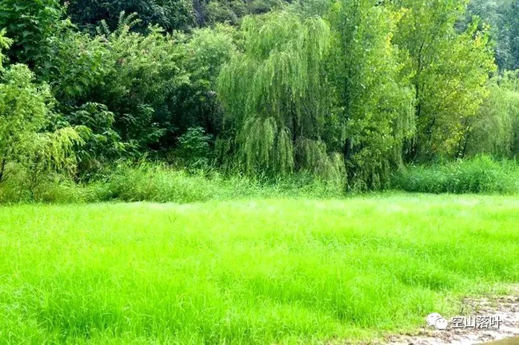 草留最新，绿色生态展现自然魅力