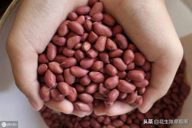 河南花生米最新价格，一粒种子的成长与励志故事同步展开