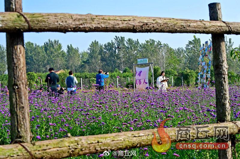 夏邑新闻探索自然美景之旅，寻找内心的平和绿洲最新消息