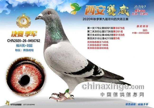 赛威公棚最新消息汇总，重磅更新全解析