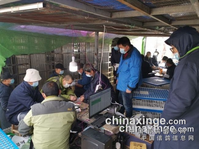赛威公棚最新消息汇总，重磅更新全解析