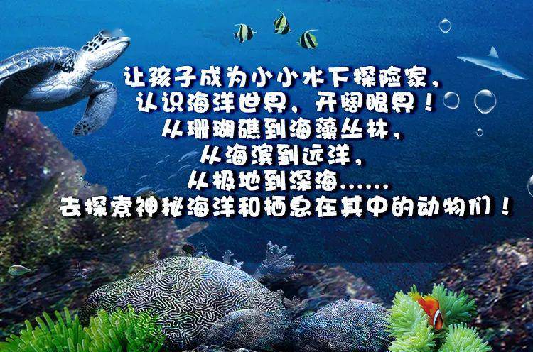 大海热线最新一期节目揭秘，海洋的奥秘与魅力探索之旅