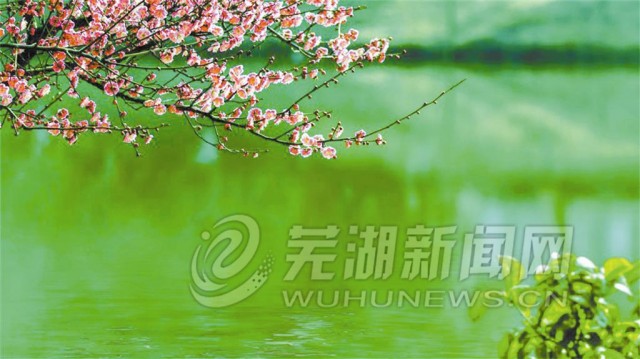 芜湖春天里的自然美景探索之旅，最新动向揭秘